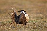 Gunnison Sage-Grouse